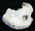 Golden Calcite Crystal Clam Fossil #6553-2